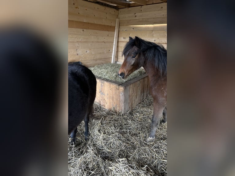 Welsh C (of Cob Type) Gelding 2 years 13,1 hh Brown in Kerpen