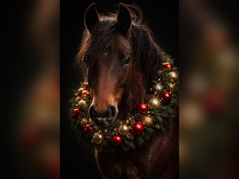 Welsh C (of Cob Type) Gelding 2 years 13,1 hh Brown in Kerpen