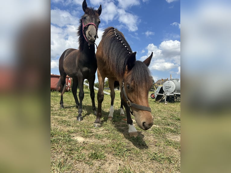 Welsh C (of Cob Type) Gelding 2 years 13,1 hh Brown in Kerpen