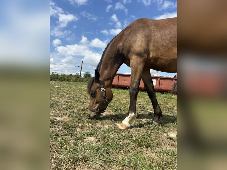 Welsh C (of Cob Type) Gelding 2 years 13,1 hh Brown in Kerpen