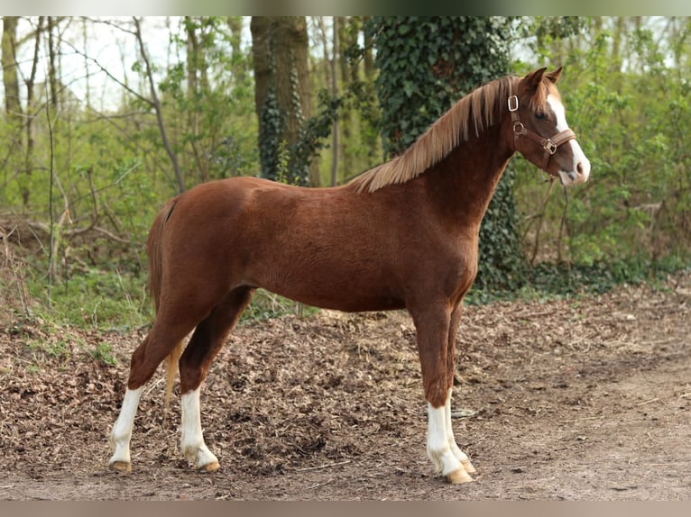 Welsh C (of Cob Type) Gelding 3 years 13.1 hh Chestnut-Red in Aalten