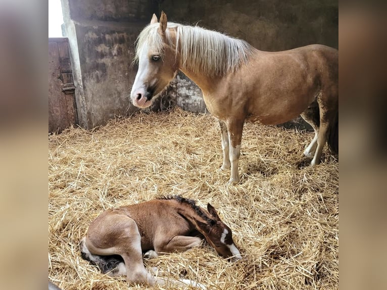 Welsh C (of Cob Type) Gelding 3 years 13 hh Brown in Schaijk