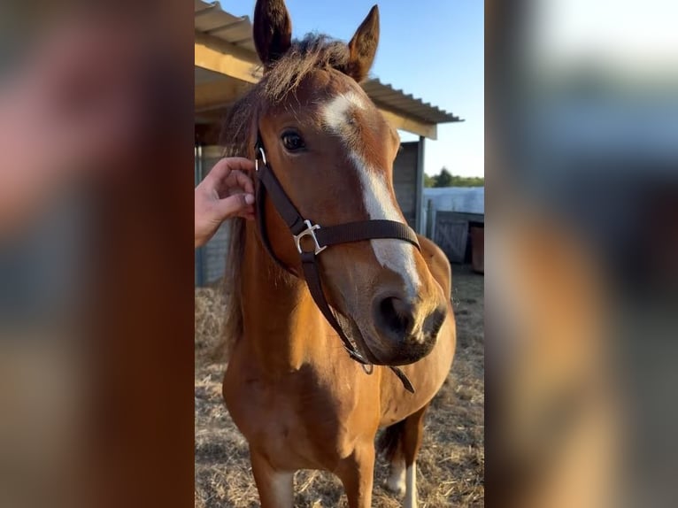 Welsh C (of Cob Type) Gelding 3 years 13 hh Brown in Schaijk