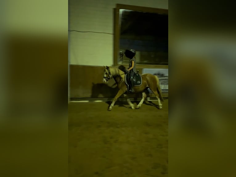 Welsh C (of Cob Type) Gelding 3 years 13 hh Chestnut-Red in H&#xFC;ttblek