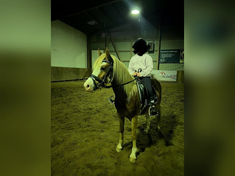 Welsh C (of Cob Type) Gelding 3 years 13 hh Chestnut-Red in H&#xFC;ttblek