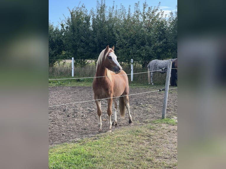 Welsh C (of Cob Type) Gelding 3 years 13 hh Chestnut-Red in H&#xFC;ttblek