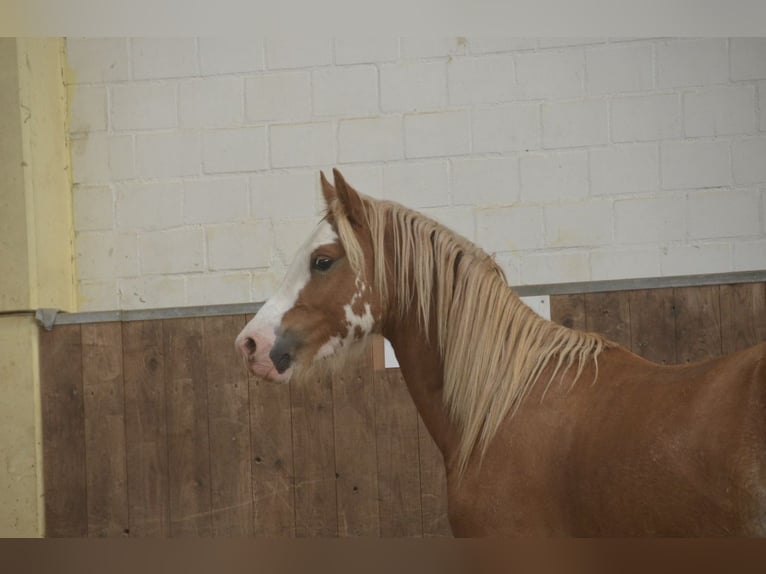 Welsh C (of Cob Type) Gelding 3 years 13 hh Chestnut-Red in H&#xFC;ttblek