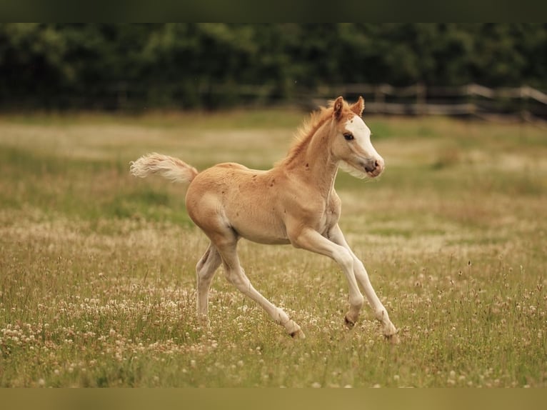 Welsh C (of Cob Type) Gelding 3 years 13 hh Chestnut-Red in H&#xFC;ttblek