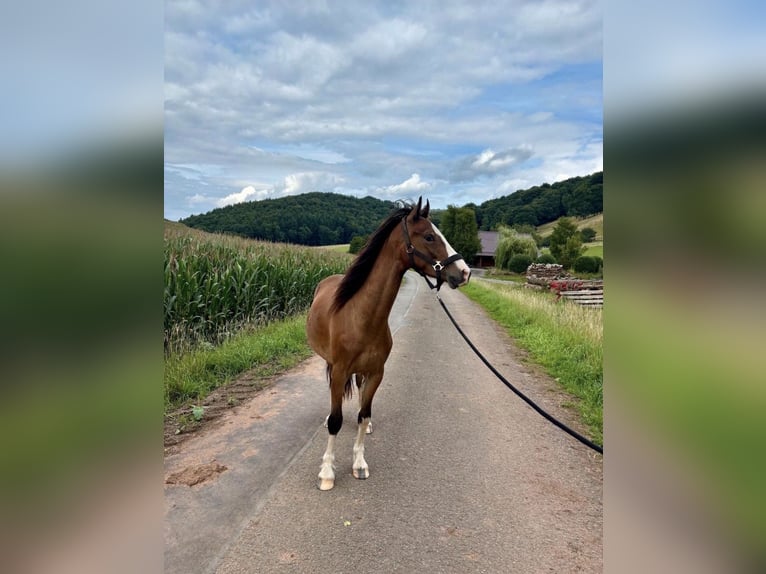 Welsh C (of Cob Type) Gelding 3 years 13,2 hh Brown in Mittelbrunn
