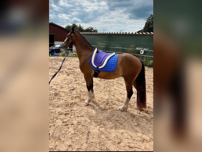Welsh C (of Cob Type) Gelding 3 years 13,2 hh Brown in Mittelbrunn