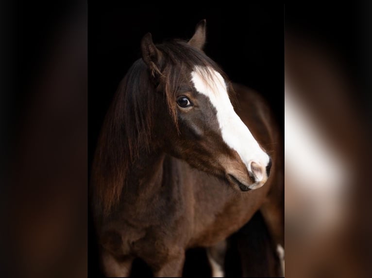 Welsh C (of Cob Type) Gelding 3 years 13,2 hh Brown in Mittelbrunn