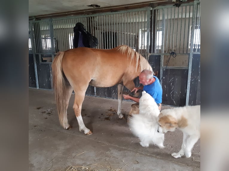 Welsh C (of Cob Type) Gelding 3 years 13,2 hh Chestnut-Red in Schollene