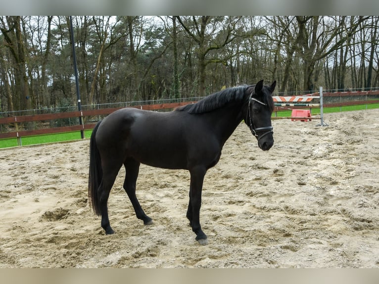 Welsh C (of Cob Type) Mix Gelding 3 years 14 hh Black in Schaijk