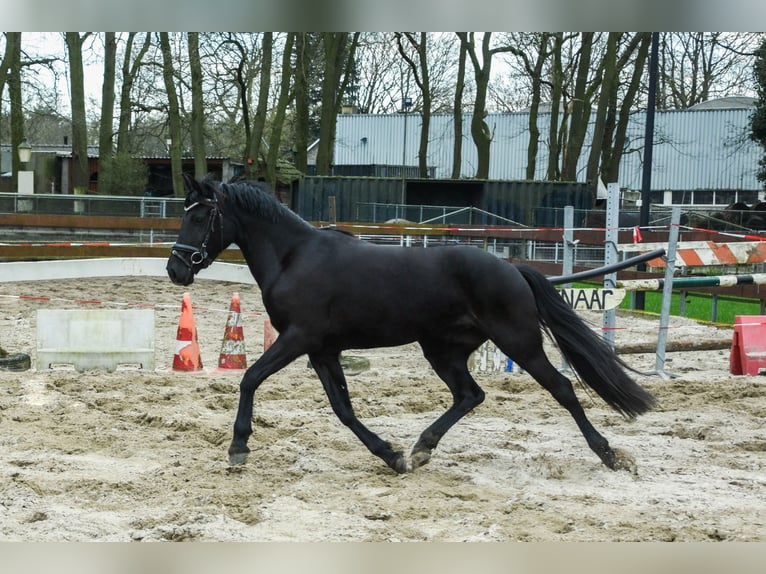 Welsh C (of Cob Type) Mix Gelding 3 years 14 hh Black in Schaijk