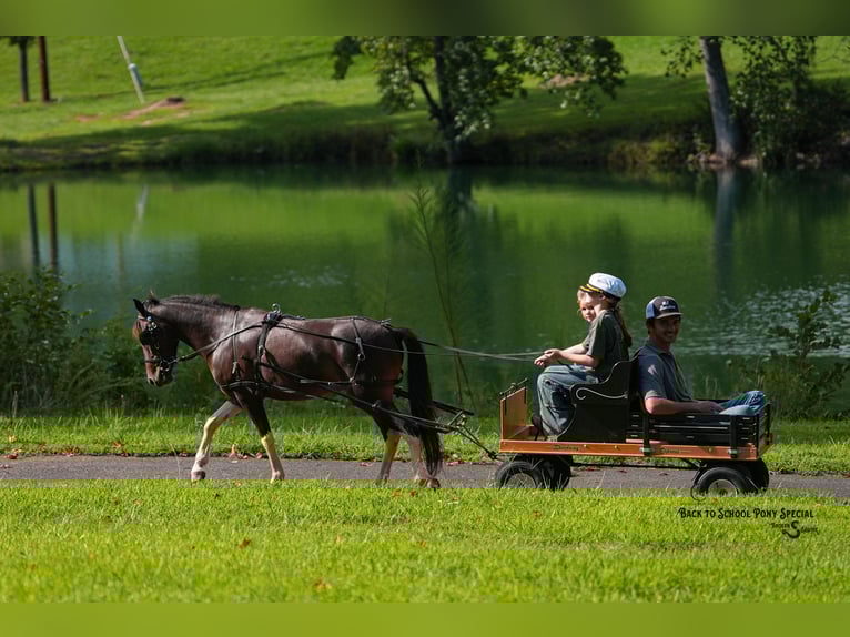 Welsh C (of Cob Type) Mix Gelding 4 years 11,2 hh Pinto in Clover