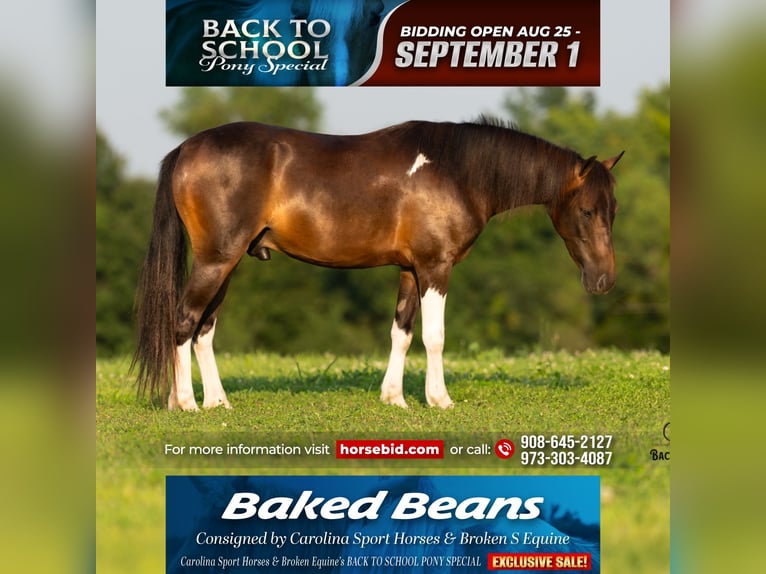 Welsh C (of Cob Type) Mix Gelding 4 years 11,2 hh Pinto in Clover