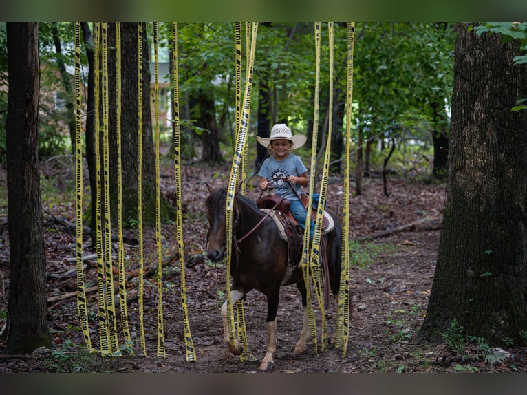 Welsh C (of Cob Type) Mix Gelding 4 years 11,2 hh Pinto in Clover