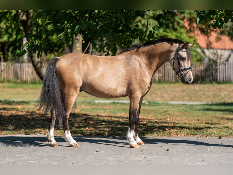 Welsh C (of Cob Type) Gelding 4 years 11,1 hh Dun in GROTE-BROGEL