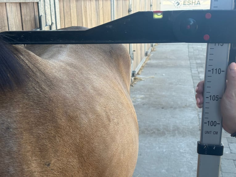Welsh C (of Cob Type) Gelding 4 years 11,1 hh Dun in GROTE-BROGEL