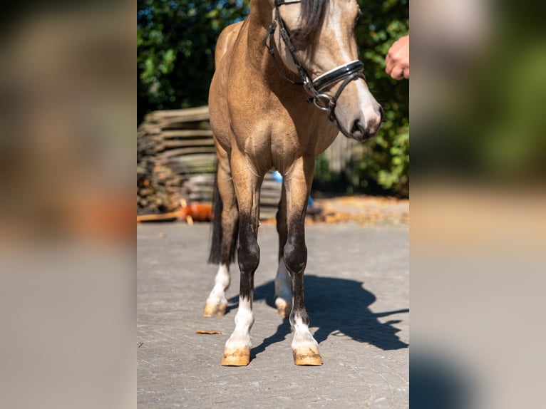 Welsh C (of Cob Type) Gelding 4 years 11,1 hh Dun in GROTE-BROGEL