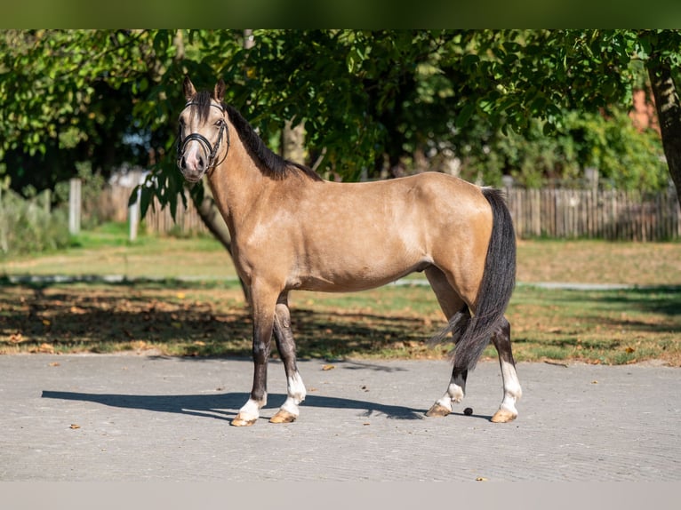 Welsh C (of Cob Type) Gelding 4 years 11,1 hh Dun in GROTE-BROGEL