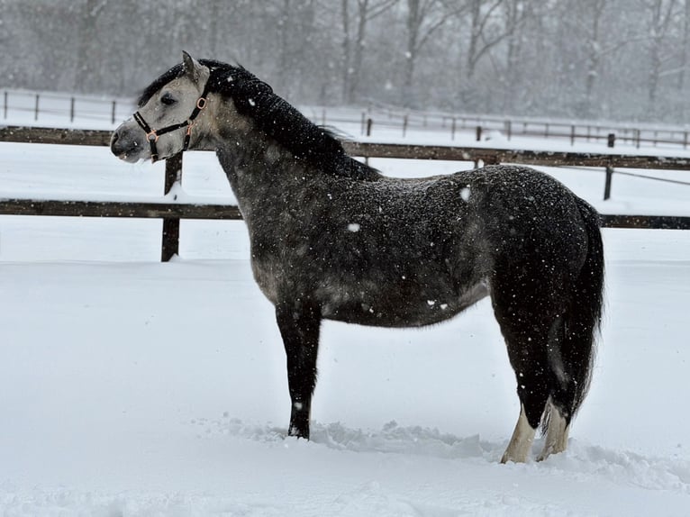 Welsh C (of Cob Type) Gelding 4 years 11,1 hh Grey in Stadskanaal