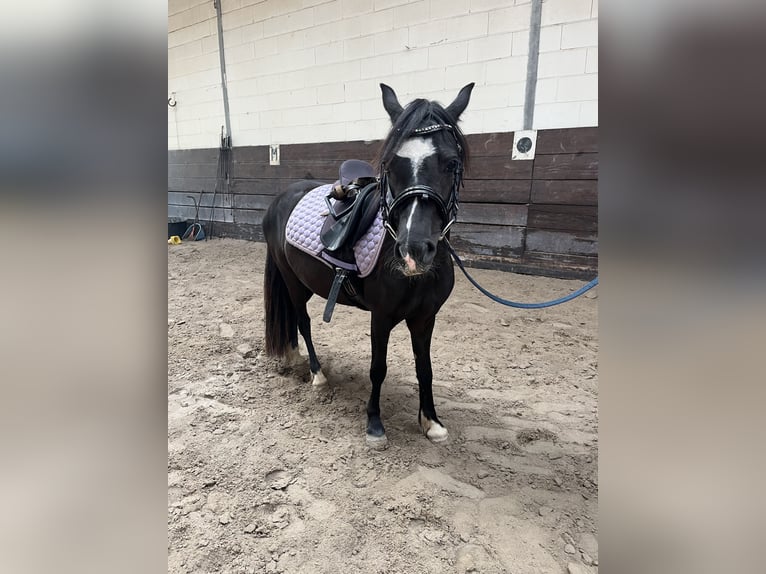 Welsh C (of Cob Type) Gelding 4 years 12 hh Black in Bischheim