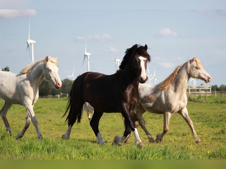 Welsh C (of Cob Type) Gelding 4 years 13,3 hh Black in Krumstedt