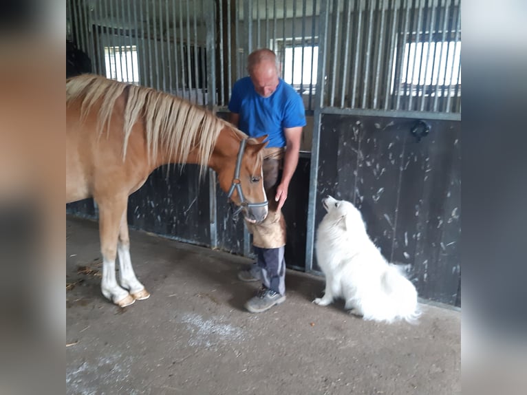 Welsh C (of Cob Type) Gelding 4 years 13,2 hh Chestnut-Red in Schollene