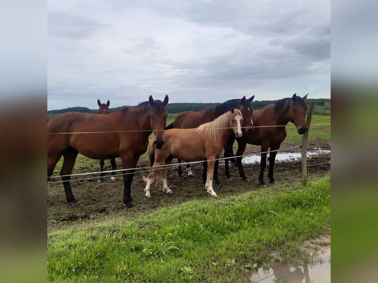 Welsh C (of Cob Type) Gelding 4 years 13,2 hh Chestnut-Red in Schollene