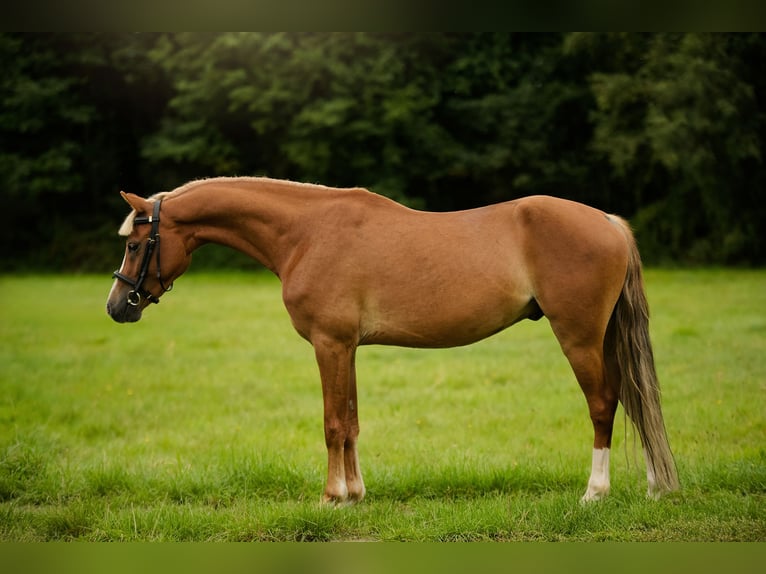Welsh C (of Cob Type) Mix Gelding 4 years 13,2 hh Chestnut-Red in Zag&#xF3;r&#xF3;w