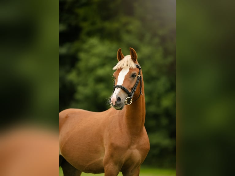 Welsh C (of Cob Type) Mix Gelding 4 years 13,2 hh Chestnut-Red in Zag&#xF3;r&#xF3;w