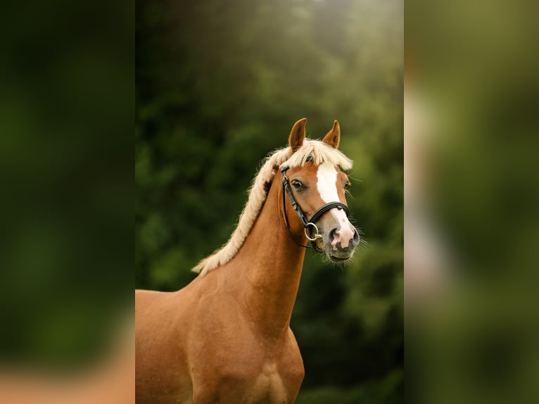 Welsh C (of Cob Type) Mix Gelding 4 years 13,2 hh Chestnut-Red in Zag&#xF3;r&#xF3;w