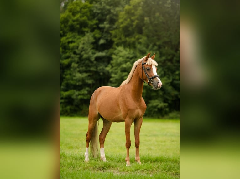 Welsh C (of Cob Type) Mix Gelding 4 years 13,2 hh Chestnut-Red in Zag&#xF3;r&#xF3;w