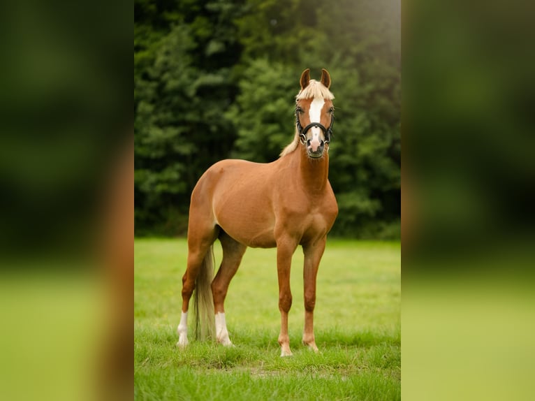 Welsh C (of Cob Type) Mix Gelding 4 years 13,2 hh Chestnut-Red in Zag&#xF3;r&#xF3;w