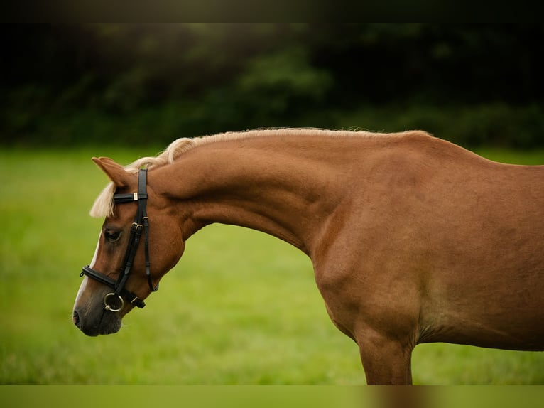 Welsh C (of Cob Type) Mix Gelding 4 years 13,2 hh Chestnut-Red in Zag&#xF3;r&#xF3;w
