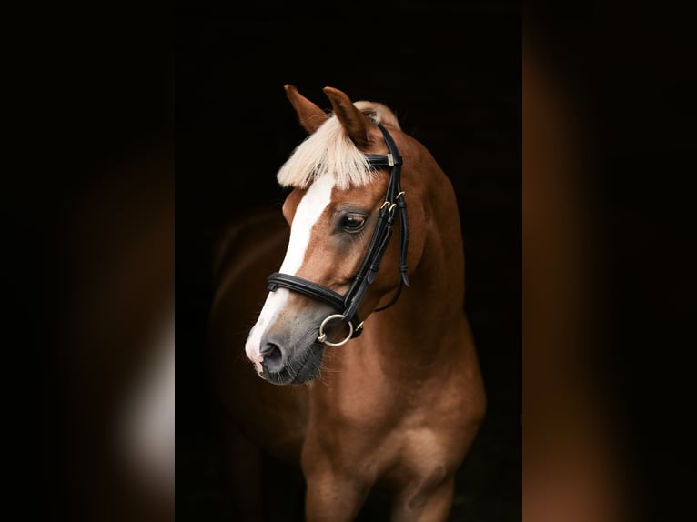 Welsh C (of Cob Type) Mix Gelding 4 years 13,2 hh Chestnut-Red in Zag&#xF3;r&#xF3;w