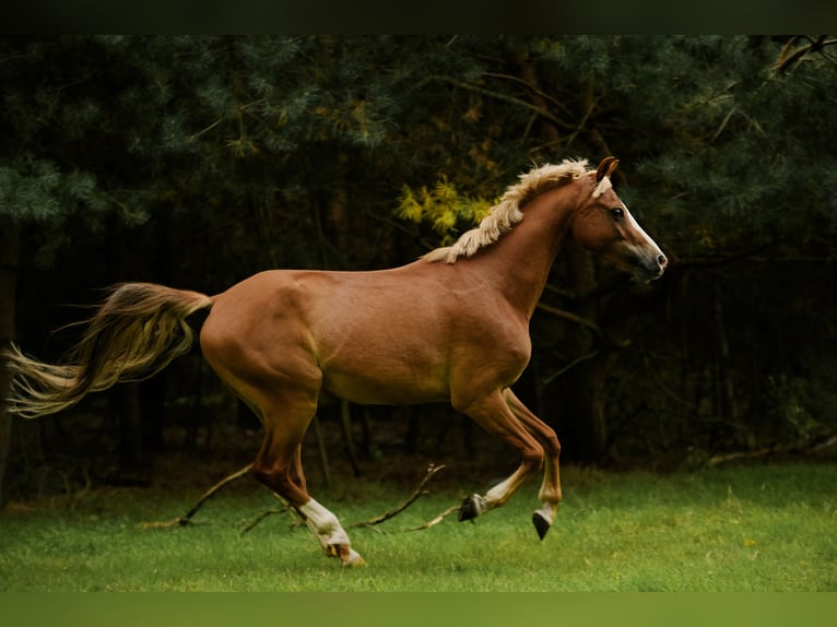Welsh C (of Cob Type) Mix Gelding 4 years 13,2 hh Chestnut-Red in Zag&#xF3;r&#xF3;w