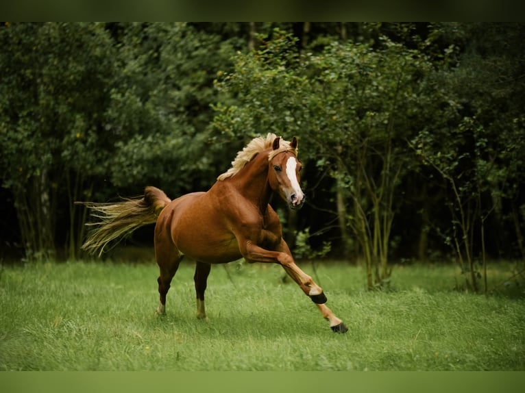 Welsh C (of Cob Type) Mix Gelding 4 years 13,2 hh Chestnut-Red in Zag&#xF3;r&#xF3;w