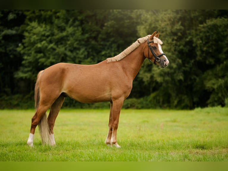 Welsh C (of Cob Type) Mix Gelding 4 years 13,2 hh Chestnut-Red in Zag&#xF3;r&#xF3;w