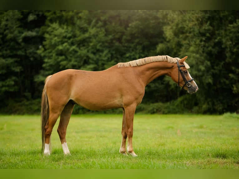 Welsh C (of Cob Type) Mix Gelding 4 years 13,2 hh Chestnut-Red in Zag&#xF3;r&#xF3;w