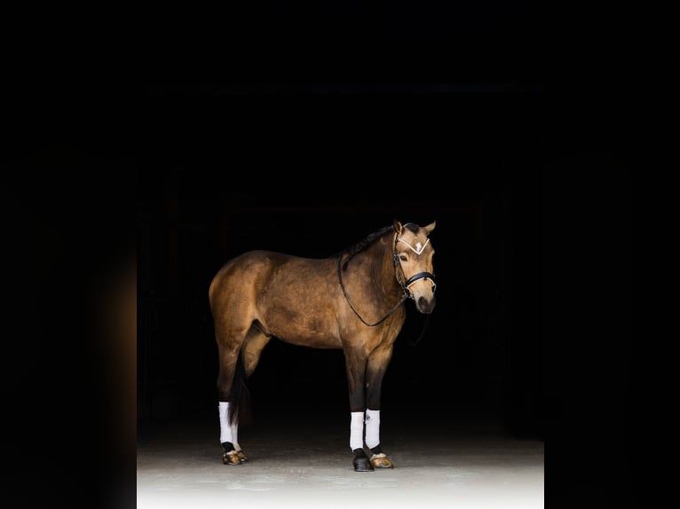 Welsh C (of Cob Type) Gelding 4 years 13,3 hh Buckskin in Ames
