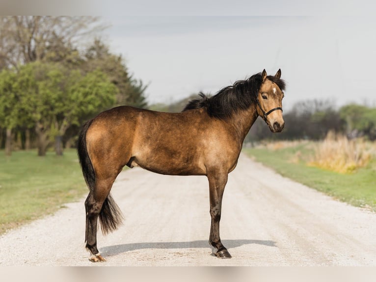 Welsh C (of Cob Type) Gelding 4 years 13,3 hh Buckskin in Ames