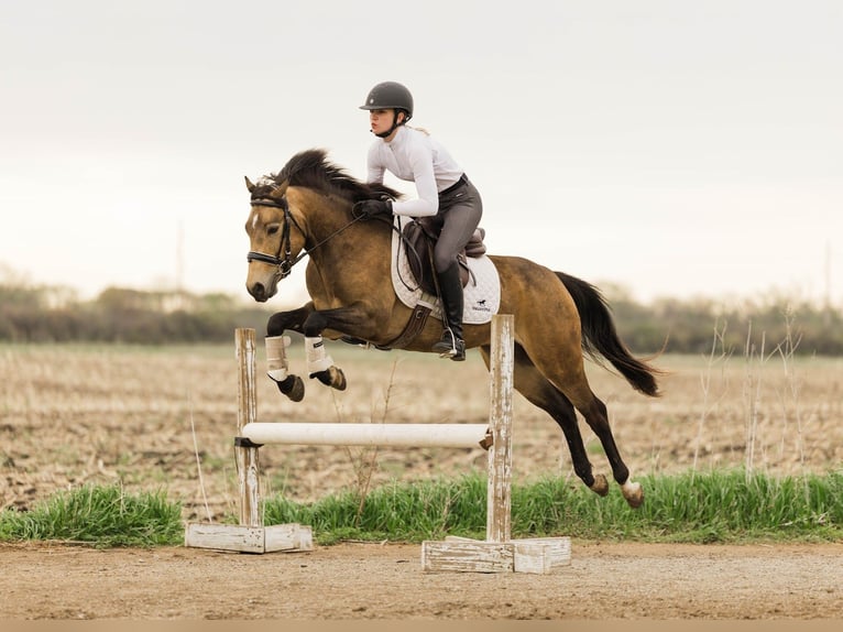 Welsh C (of Cob Type) Gelding 4 years 13,3 hh Buckskin in Ames
