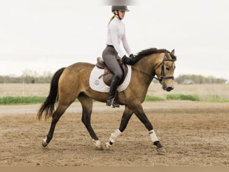 Welsh C (of Cob Type) Gelding 4 years 13,3 hh Buckskin in Ames
