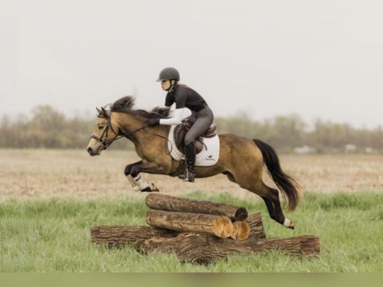 Welsh C (of Cob Type) Gelding 4 years 13,3 hh Buckskin in Ames