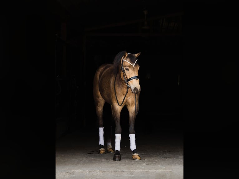 Welsh C (of Cob Type) Gelding 4 years 13,3 hh Buckskin in Ames