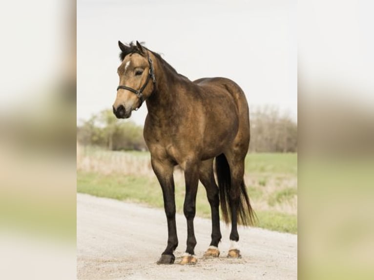 Welsh C (of Cob Type) Gelding 4 years 13,3 hh Buckskin in Ames