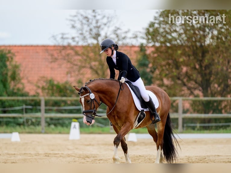 Welsh C (of Cob Type) Gelding 4 years 15,2 hh Bay in Prague