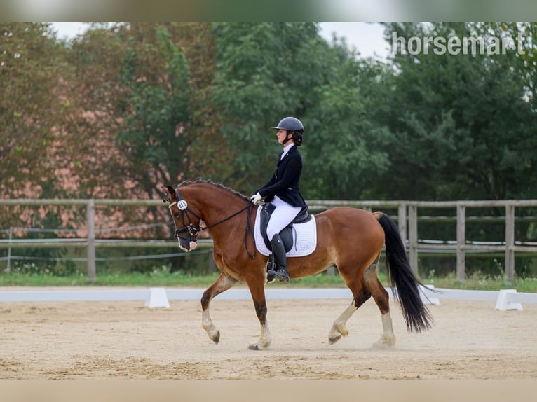 Welsh C (of Cob Type) Gelding 4 years 15,2 hh Bay in Prague